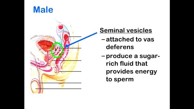 The Reproductive System Part (1) | Male Reproductive System смотреть онлайн