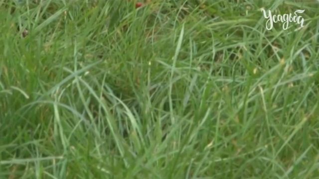 ГАЗОН от А до Я КАК ВЫРАСТИТЬ ИДЕАЛЬНЫЙ ГАЗОН смотреть онлайн