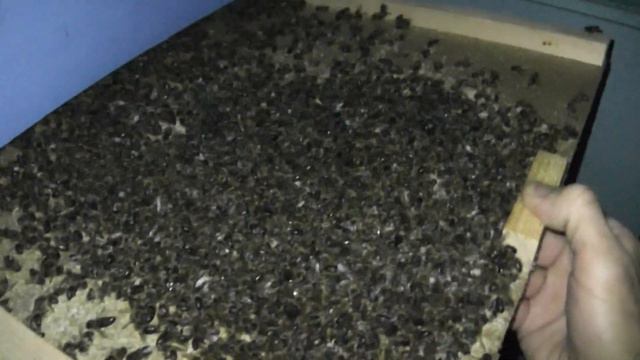 хорошая зимовка семьи под вопросом смотреть онлайн
