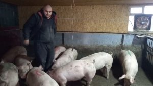 Новый свинарник на 30голов! Плюсы и минусы сенгвич стены в использовании за 4 месяца!