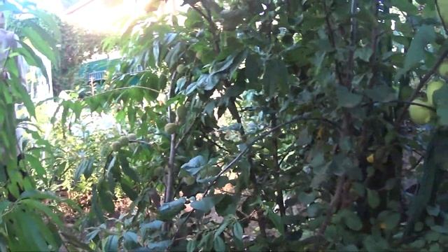 Персики в Сибири смотреть онлайн