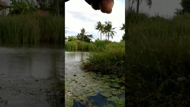 kastking zephyr bfs vs rapala ceratina 2-5 lb смотреть онлайн