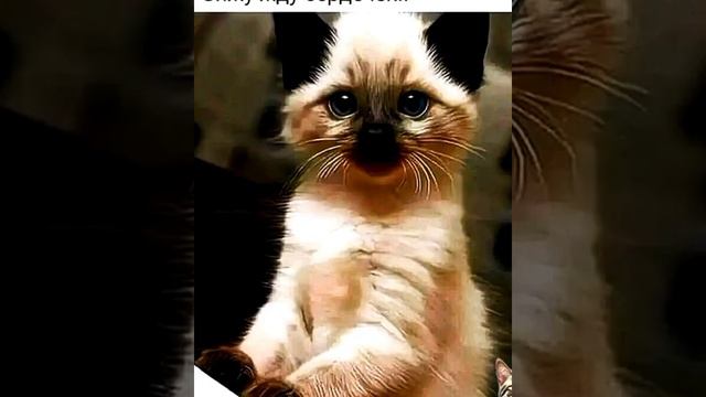 А я сова , а не котик, смешные картинки мемы приколы с озвучкой 🤣