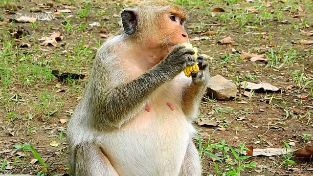 Pregnant Monkey Jill Sees Belly Lady | Jill Belly So Big Pregnancy | Monkey Pregnancy