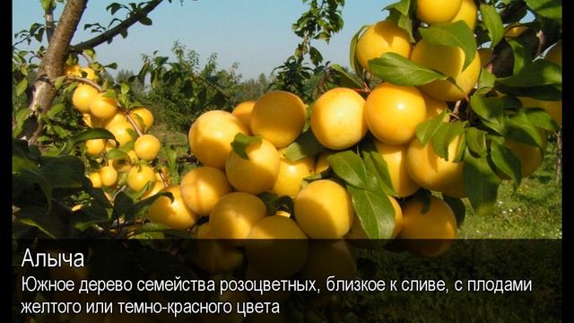 Алыча. Толковый Видеословарь русского языка