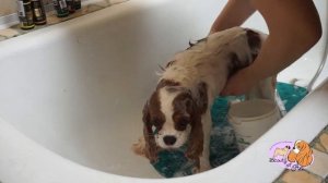 Груминг кавалер кинг чарльз спаниеля, обзор новой косметики TAURO