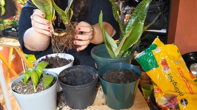 Condensing Sansevieria/Dracena Plants смотреть онлайн