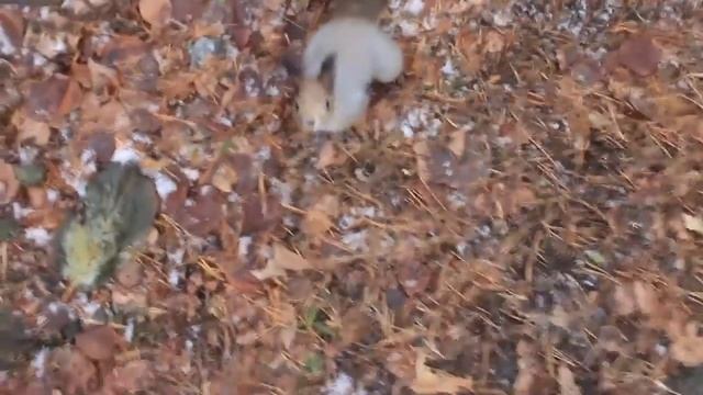 Ручные белки смотреть онлайн