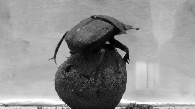 Dung Beetle Dance смотреть онлайн