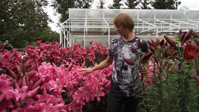 Выращивание лилий