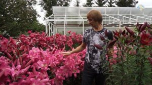 Выращивание лилий