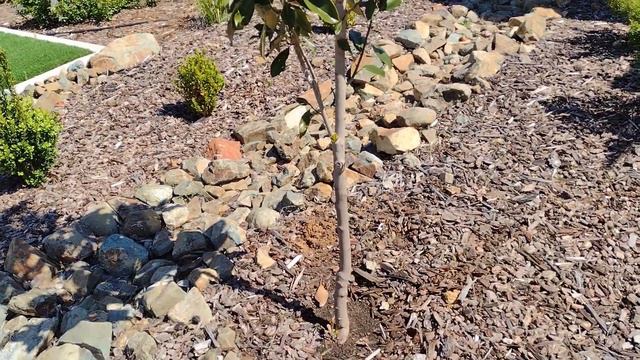 Little Gem Magnolia Pruning Tips for a Beautiful Spring смотреть онлайн