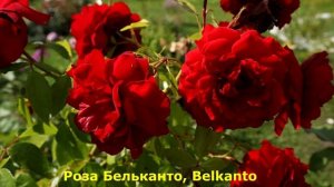 Плетистые розы шикарного глубокого красного цвета, умноженные на бархатистость лепестков!