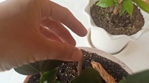 Вянет комнатный гибискус