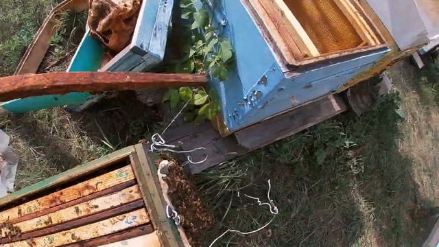 12 августа: Ударно качаем подсолнух, рой-медовик смотреть онлайн