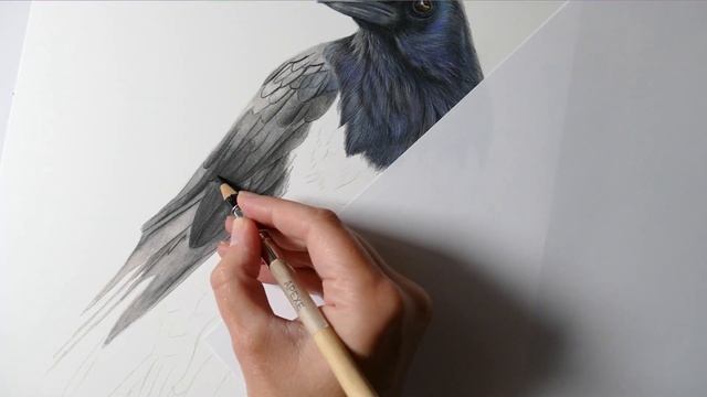 Drawing a Raven in Coloured Pencil | Realistic Colored Pencil Drawing | Drawing a Bird смотреть онлайн
