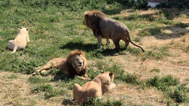 Казанове не понравилось поведение вожака. Тайган. Lions смотреть онлайн