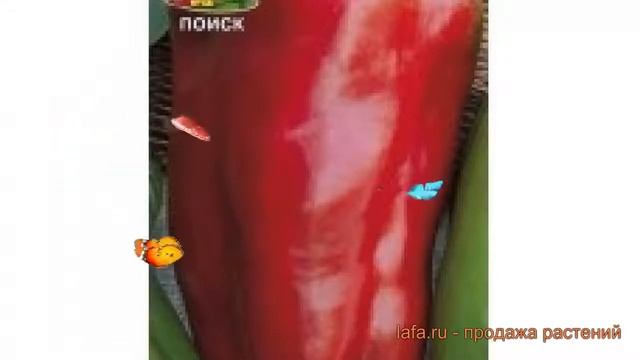 Перец сладкий Воловье ухо (volove ukho volove ukho) ? обзор: как сажать, семена перца Воловье ухо смотреть онлайн