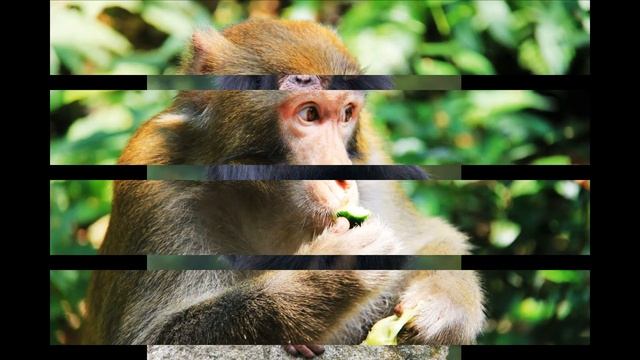 Горилла с человеческими пальцами?! смотреть онлайн