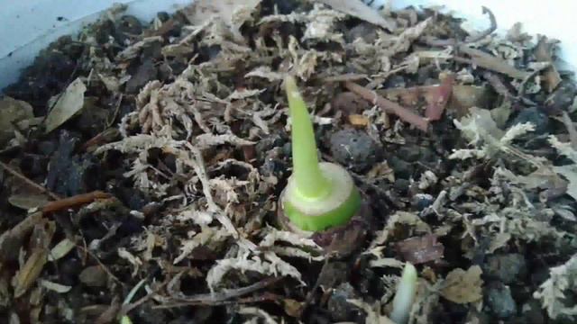 Update Review Hasil Tanam / Semai Bonggol Alocasia Bisma смотреть онлайн