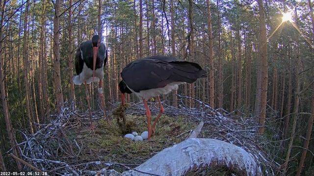 Black Stork Ciconia nigra Karl II Kaia 2022 05 02 four eggs, exchange in incubation смотреть онлайн