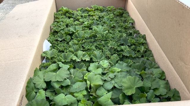 Получаем Евро черенок с Егорьевского тепличного комбината , поставки продолжаются . смотреть онлайн