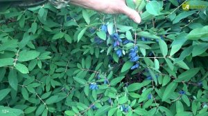 Сорта жимолости, устойчивые к тле