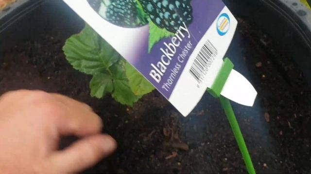 Blackberry Thornless Chester смотреть онлайн