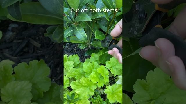 Skimmia Japonica, Remove Crossed Stems - August смотреть онлайн