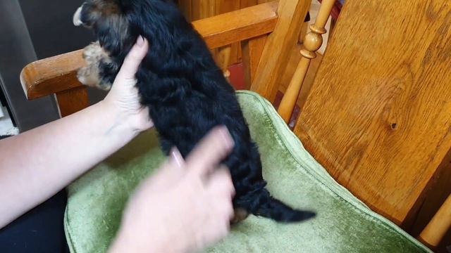 Банный день у моих йориков смотреть онлайн