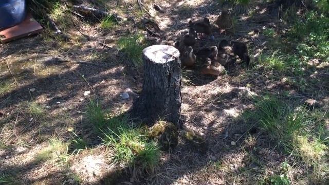 Отдых летом на даче 2018. Шашлык, хорошая погода... смотреть онлайн