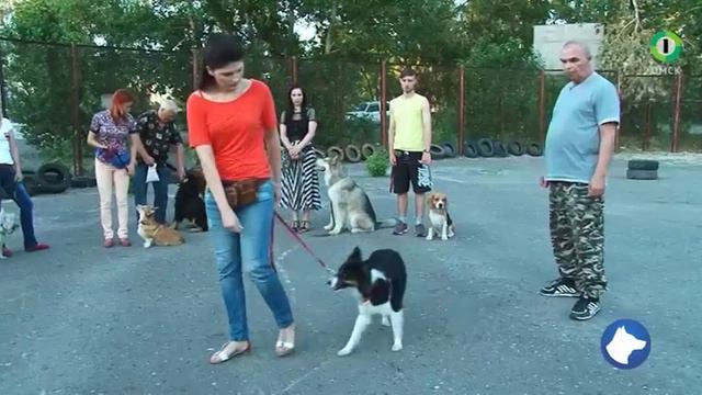 Cобачья школа 05 07 2015 смотреть онлайн