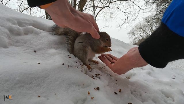 Чей это носик?❤️🐿️Whose nose is this? смотреть онлайн