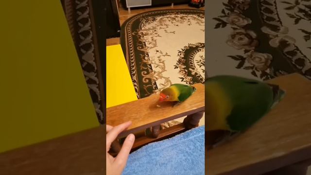 Агрессивный попугай кусается в замедленной съемке))) смотреть онлайн
