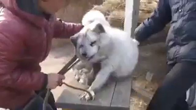 Изготовление норковых изделий. Бедные животные смотреть онлайн