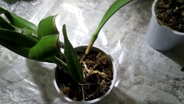 Орхидеи. Каттлея ... Неужели готовит сюрприз? смотреть онлайн