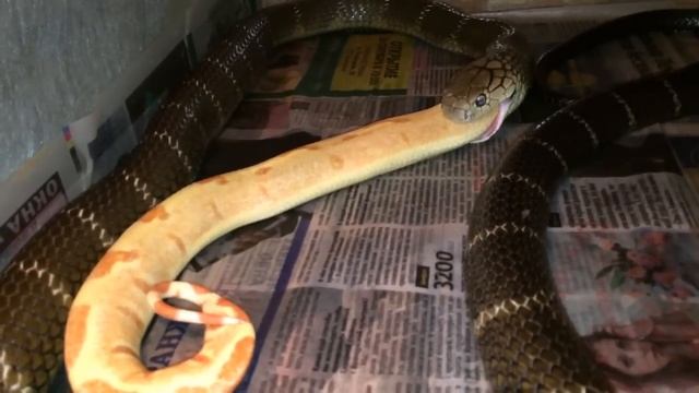 Змея ест змею смотреть онлайн