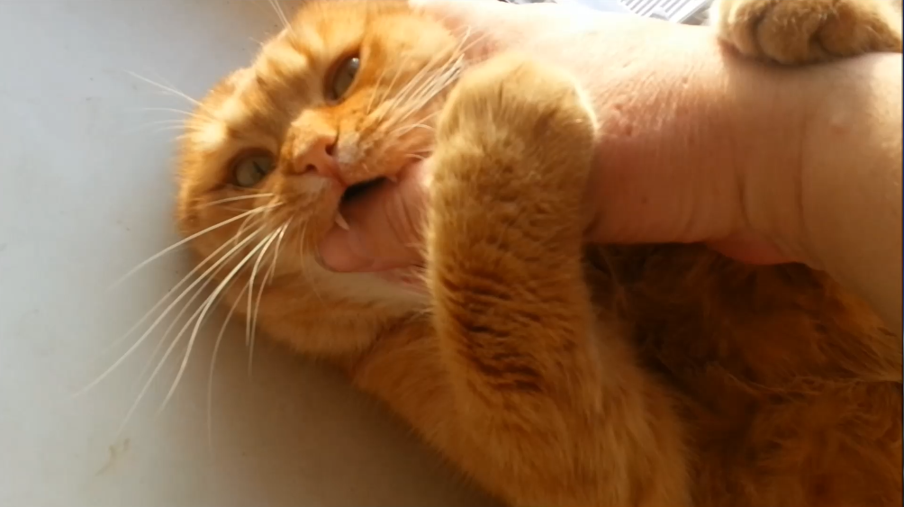 Кусь! Кусь! Ням-ням! смотреть онлайн