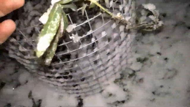 Пассифлора голубая зимой смотреть онлайн