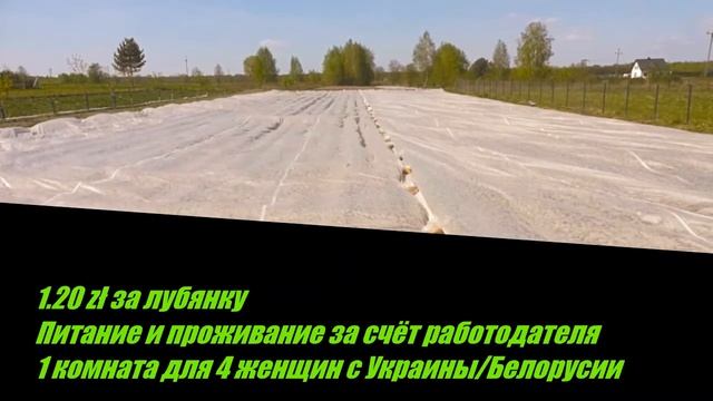 Сезонные работы 2018 / Сбор клубники смотреть онлайн
