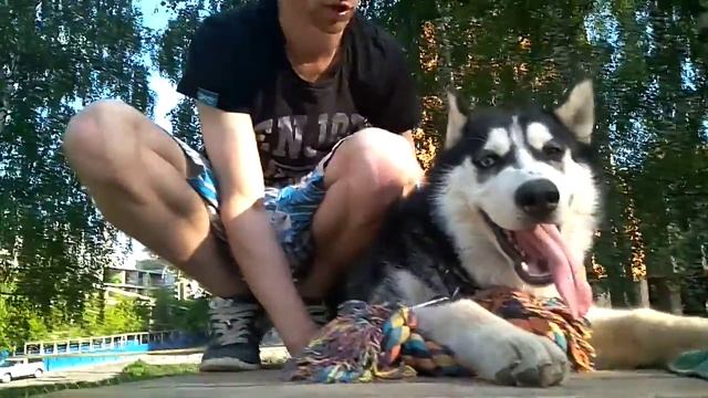 Дрессировка собак-хаски Джекки 7 мес.Дрессировщик Артем смотреть онлайн