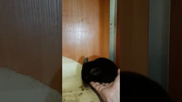 Тиберий Кассий и Нарцисс смотреть онлайн