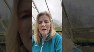 Grow-A-Long Panicum ’Frosted Explosion’