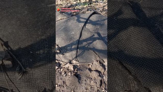 Вегетативное размножение древовидного пиона смотреть онлайн