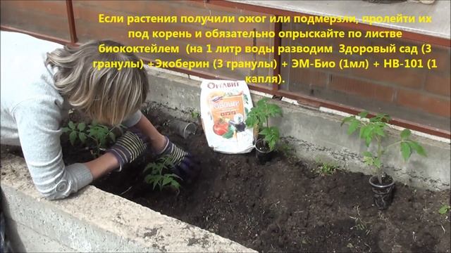 Высаживаем рассаду низкорослых томатов в теплицу. смотреть онлайн