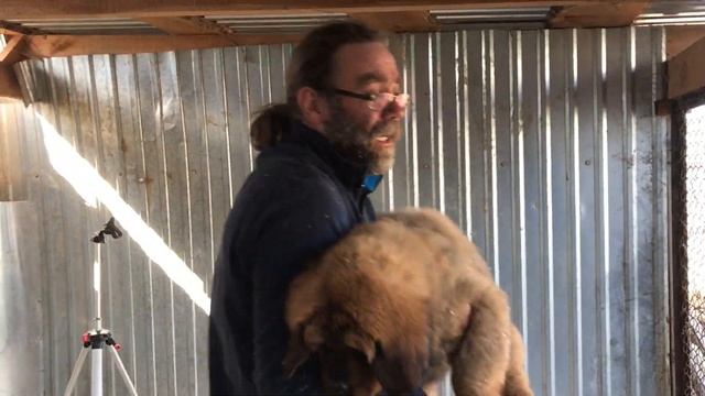 Щенки тибетского мастифа из питомника RussianDog (РашенДог) - Еремей, Егор, Есения и Ева смотреть онлайн