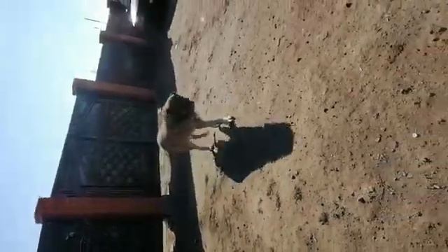 Tobet-boribasar.kz- Kazakh Aboriginal Wolfhound .Тобет - казахский аборигенный волкодав.