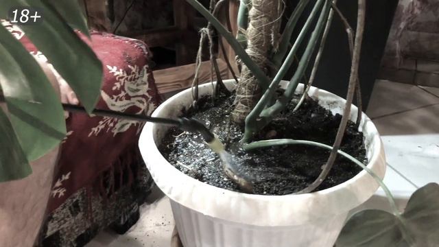 Что бы не воняло ГОВНОМ надо делать так, Монстера Деликатесная на НАВОЗЕ смотреть онлайн