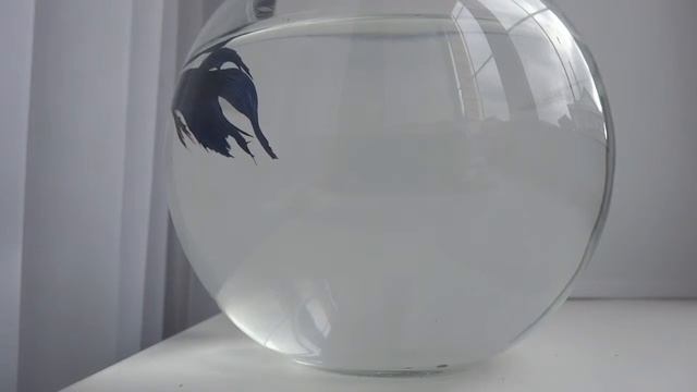 КРАСИВЫЙ СИНИЙ ПЕТУШОК В КРУГЛОМ АКВАРИУМЕ смотреть онлайн