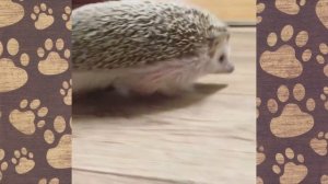 СМЕШНОЕ ВИДЕО ПРО ЕЖИКА! НАШ ДОМАШНИЙ ЕЖИК Попик